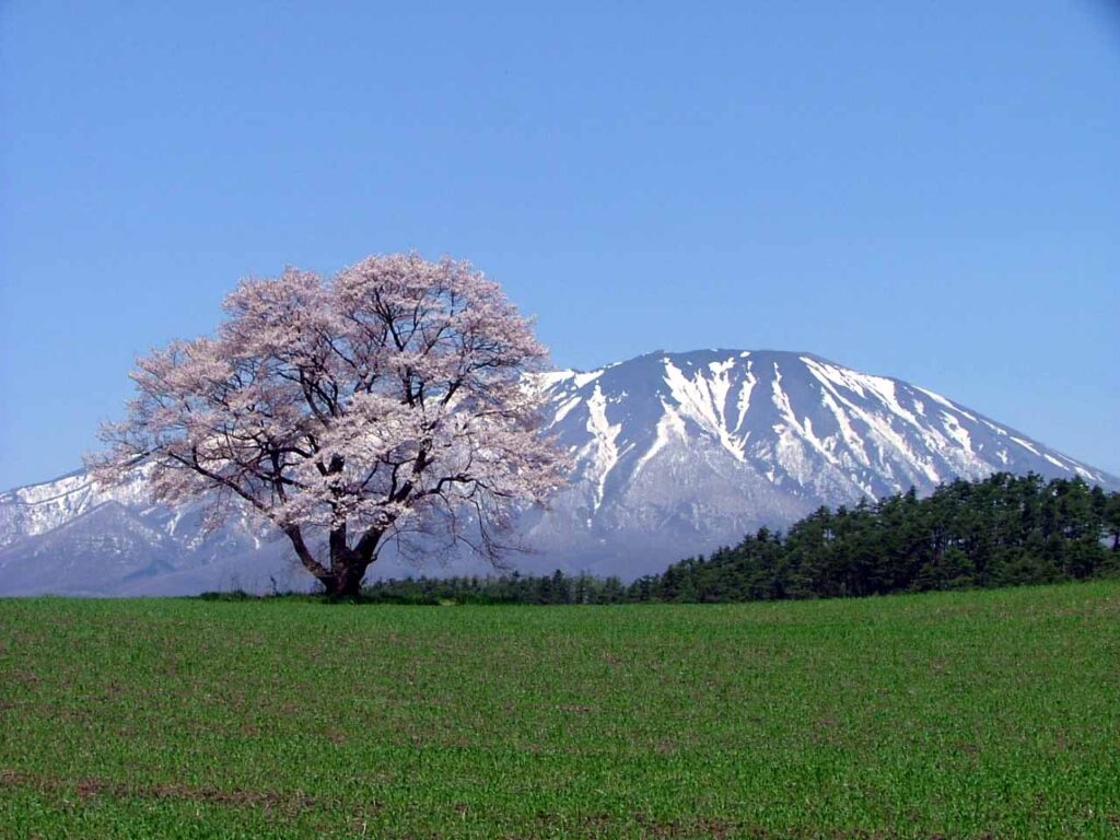 一本桜