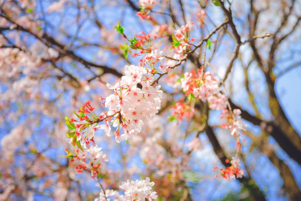 桜